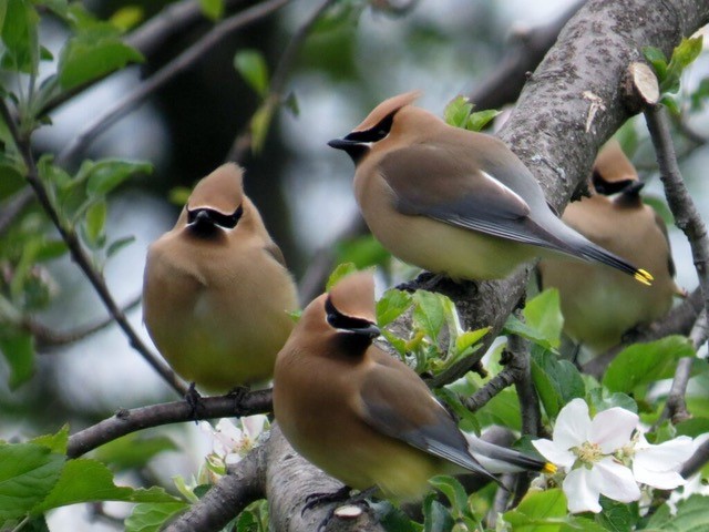 Cedar Waxwings birds photo