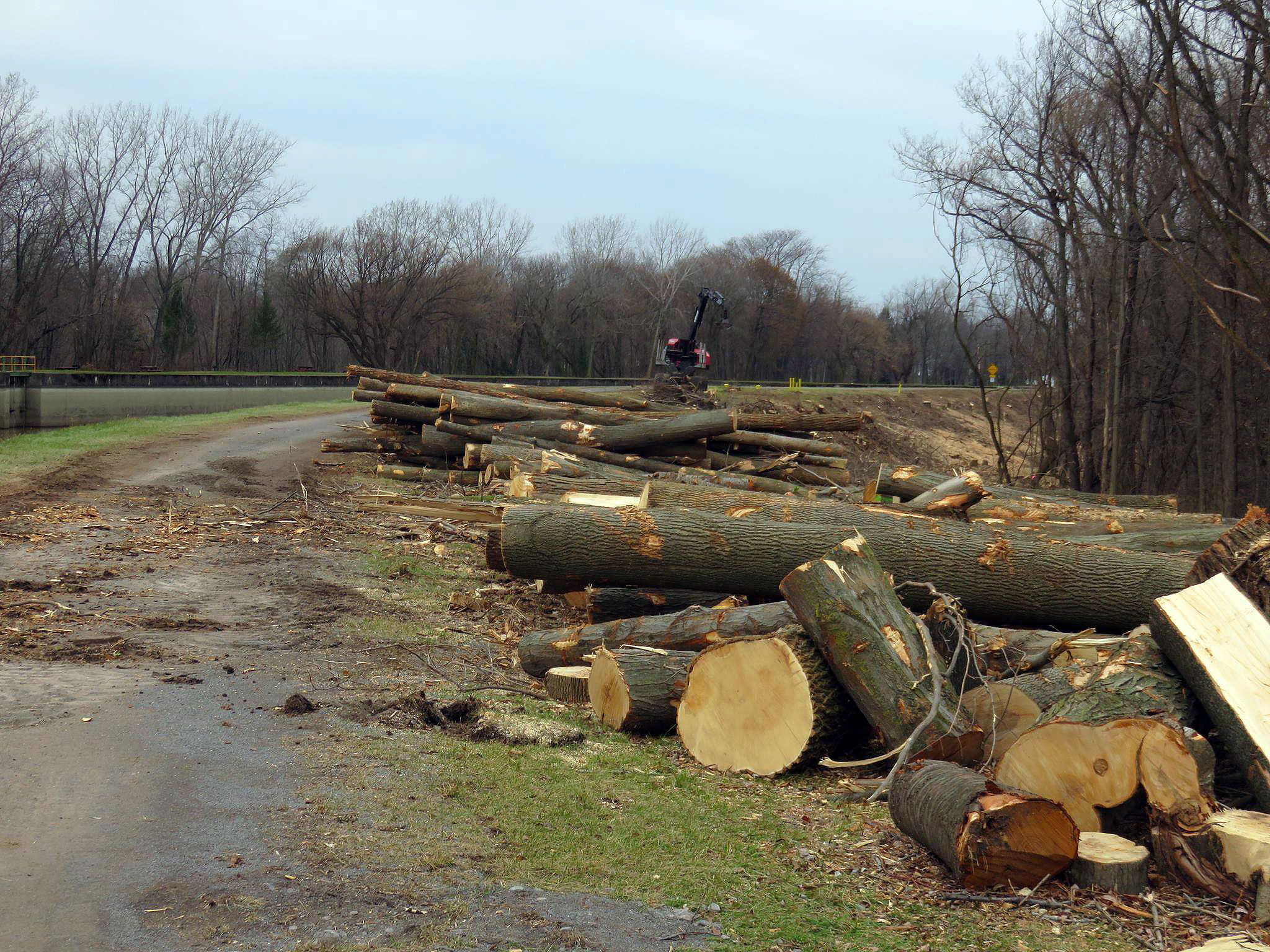 Trees clearcut along the canal