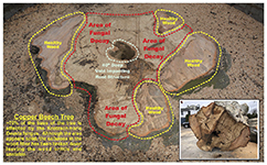 Copper Beech information graphic