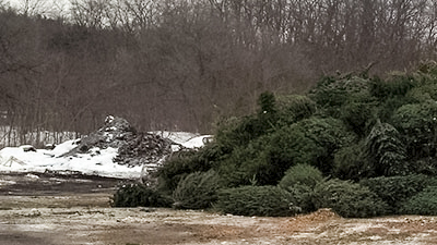 Christmas trees ready for recycling