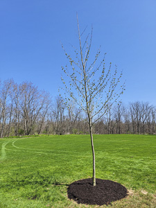 Sycamore tree planted