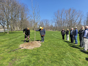 Planting Sycamore Tree