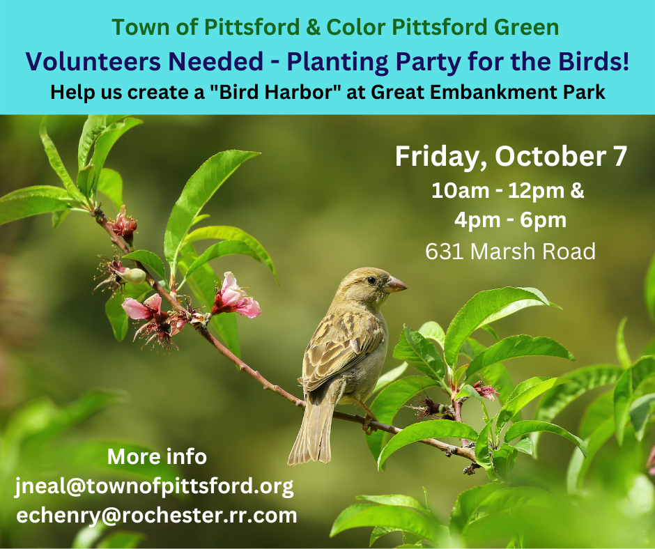 Bird Harbor planting party Oct 2022 graphic with bird photo