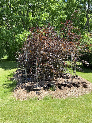 Copper Beech Saplings