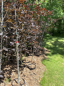 Copper Beech tree to plant