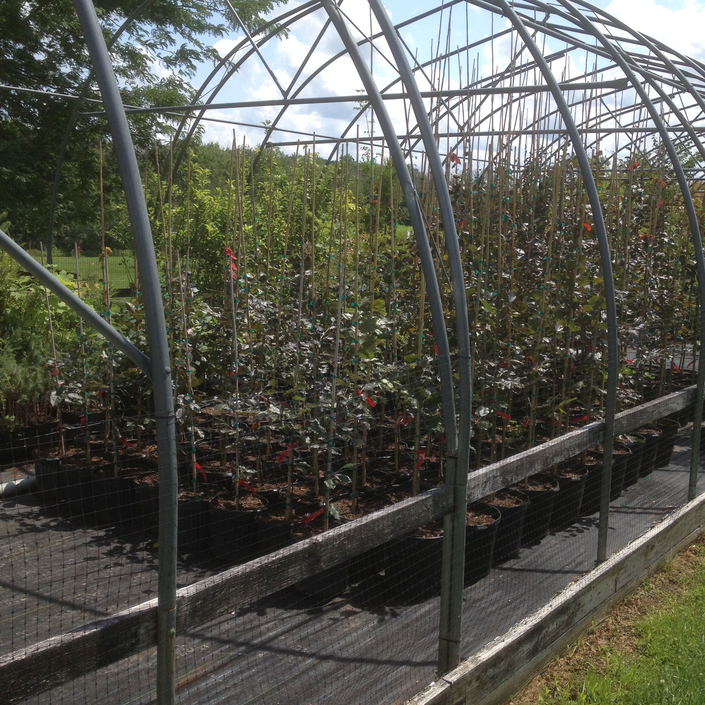 Copper Beach Tree Saplings