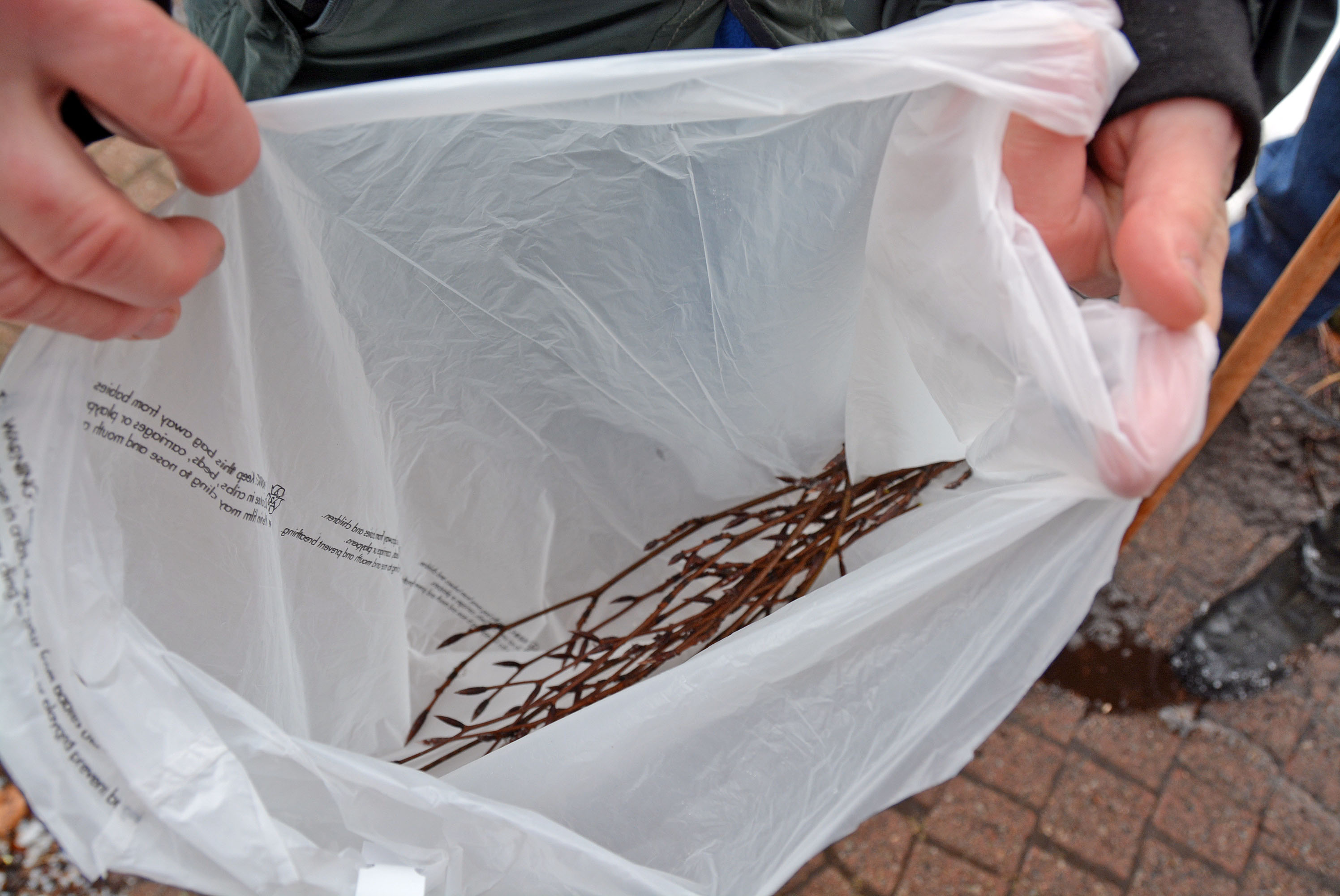 Copper Beach tree cuttings