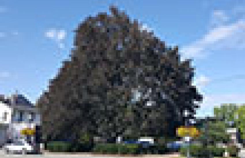 Copper Beech Tree Lives On Grafted Sapling Planted on Arbor Day