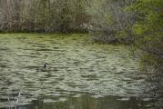 Erie Canal Nature Preserve Ribbon Cutting