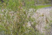 Erie Canal Nature Preserve Ribbon Cutting