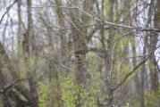 Erie Canal Nature Preserve Ribbon Cutting