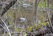 Erie Canal Nature Preserve Ribbon Cutting