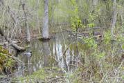 Erie Canal Nature Preserve Ribbon Cutting