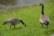 Erie Canal Nature Preserve Ribbon Cutting