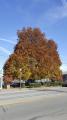 Copper Beach Tree