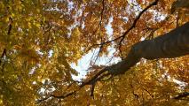 Copper Beach Tree