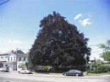 Copper Beach Tree