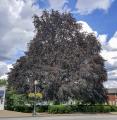 Copper Beach Tree