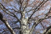 Copper Beach Tree