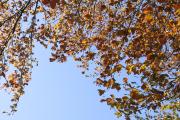 Copper Beach Tree