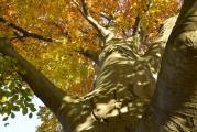 Copper Beach Tree