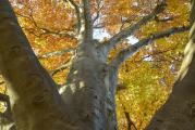 Copper Beach Tree