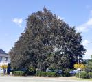 Copper Beach Tree