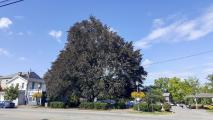 Copper Beach Tree