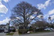 Copper Beach Tree