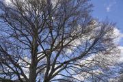 Copper Beach Tree