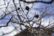 Copper Beach Tree