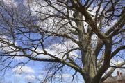 Copper Beach Tree