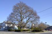 Copper Beach Tree