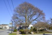 Copper Beach Tree