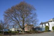 Copper Beach Tree