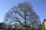 Copper Beach Tree