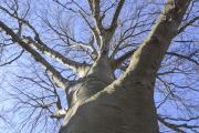 Copper Beach Tree