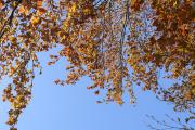 Copper Beach Tree