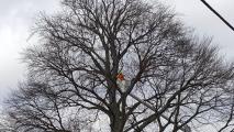 Copper Beech Tree grafts