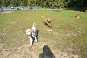 Dog Park