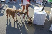 Pittsford Food Truck and Music Fest 2024