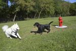 Two dogs enjoying new dog park