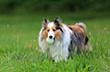 Sheltie dog with tennis ball in mouth