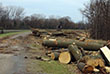 Trees clearcut along canal photo