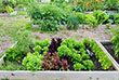 Community garden bed photo