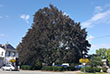 Cooper Beach Tree