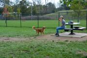 Dog Park