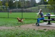 Dog Park