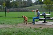 Dog Park