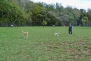 Dog Park